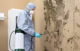 Why You Should Choose Our Mold Remediation Services in Stevensville, MI